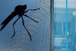 Антимоскитные сетки на магнитах – комфорт и защита от насекомых