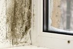 Грибок и плесень на окнах и стенах: меры борьбы и профилактики